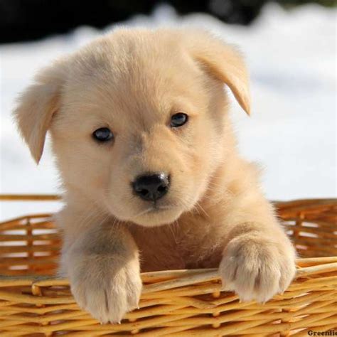 Golden shepherd puppies - Find australian shepherd in Dogs & Puppies for Rehoming in Calgary. Visit Kijiji Classifieds to buy, sell, or trade almost anything! Find new and used items, cars, real estate, jobs, services, vacation rentals and more virtually in Calgary. ... 3/4 Aussie, 1/4 Golden Retriever puppies for sale. They come with first set of shots, as well as ...